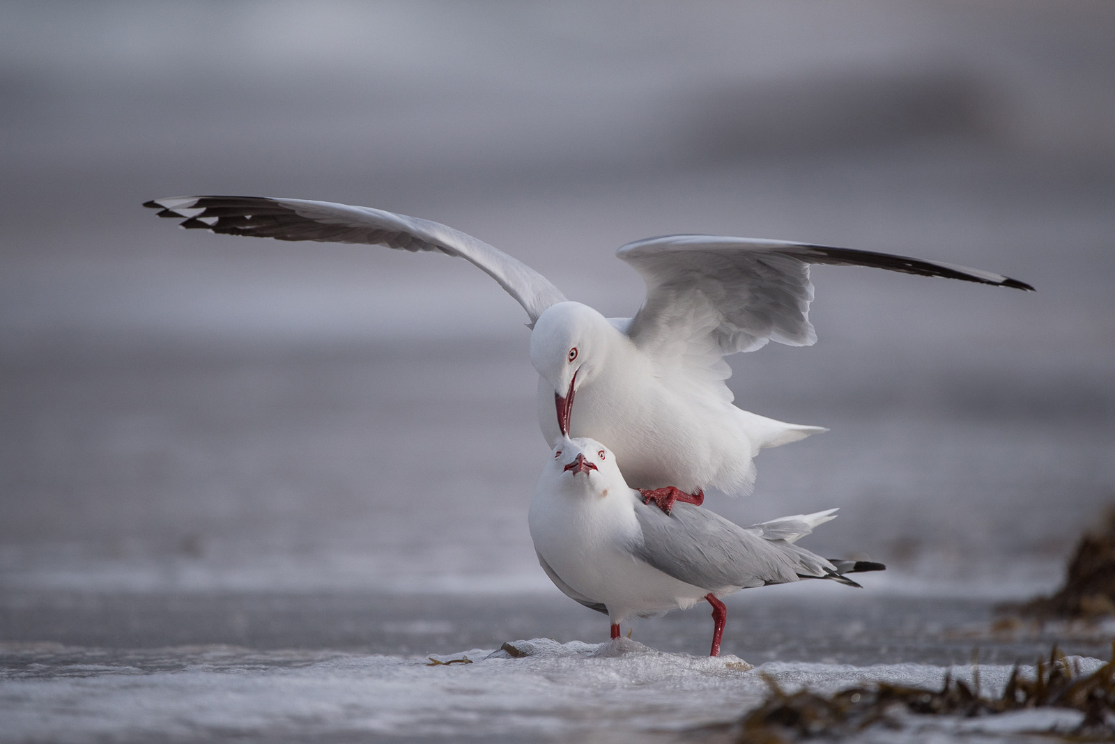 Silver Gulls, Freycinet National Park, Tasmania, Australia