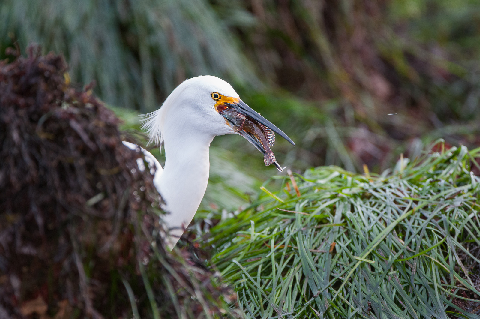 Snowy Egret, Lovers Point State Marine Reserve, Monterey Bay, California