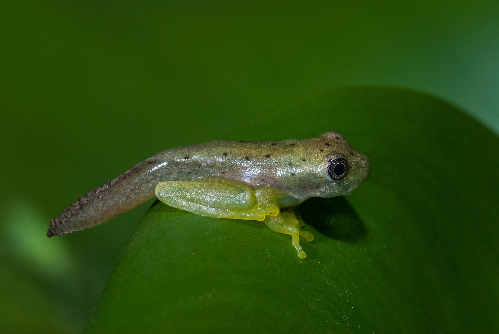 Hourglass Tree Frog Tadpole, Pavones, Costa Rica