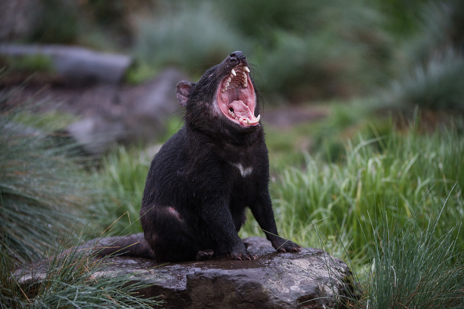 Tasmanian Devil, Cradle Mountain National Park, Tasmania, Australia
