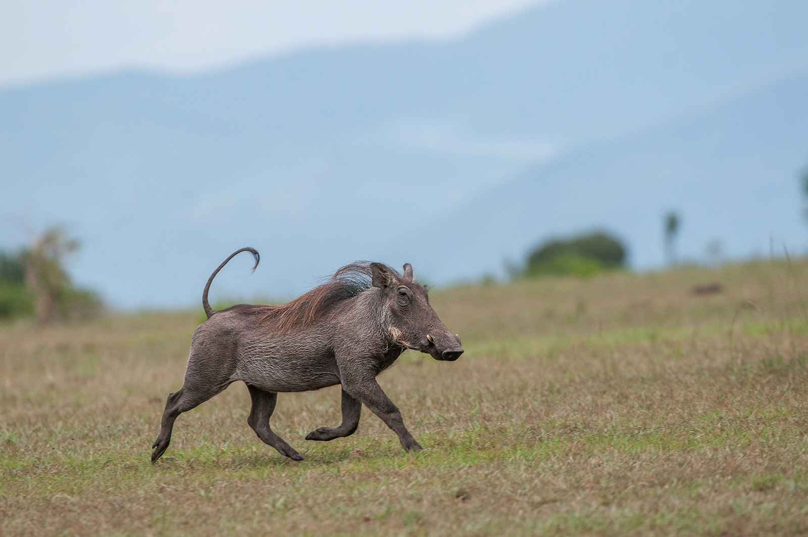 Warthog, Queen Elizabeth National Park, Uganda