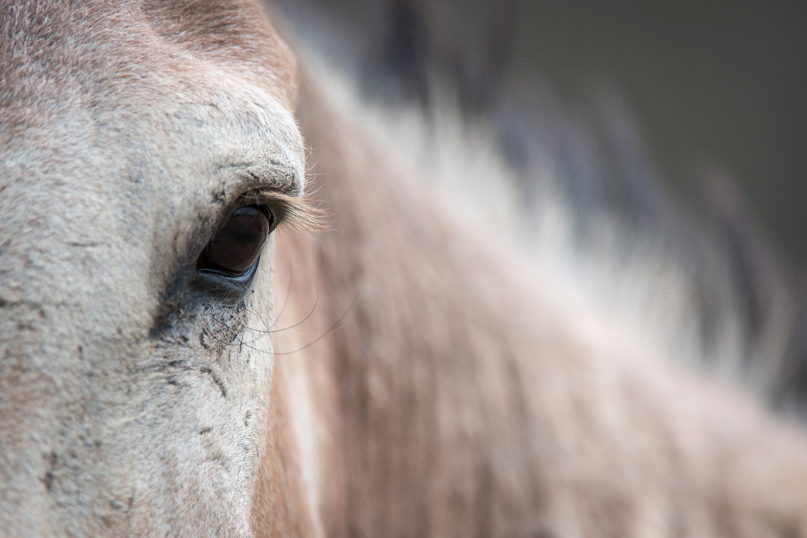 Wild Burro, Moreno Valley, California