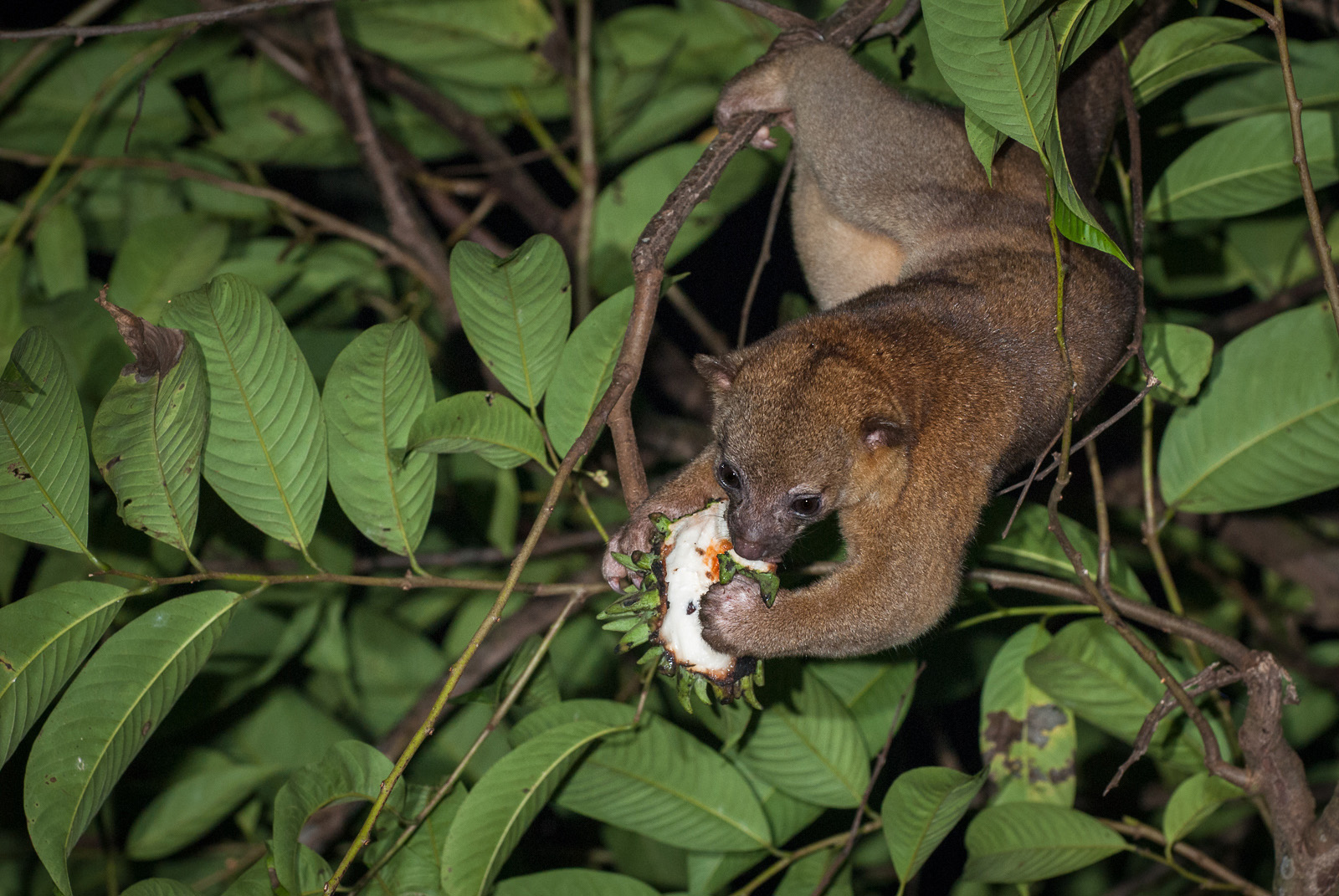 Kinkajou, Pavones, Costa Rica