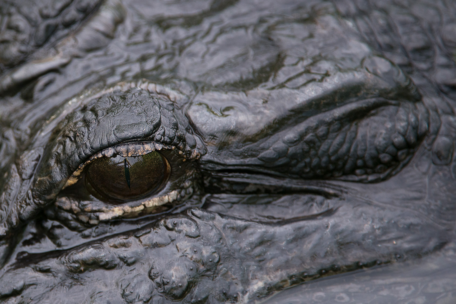 Alligator Eye, Everglades National Park, Florida