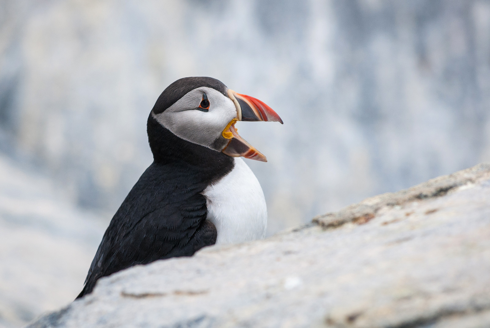 Atlantic Puffin, Machias Seal Island, New Brunswick/Maine