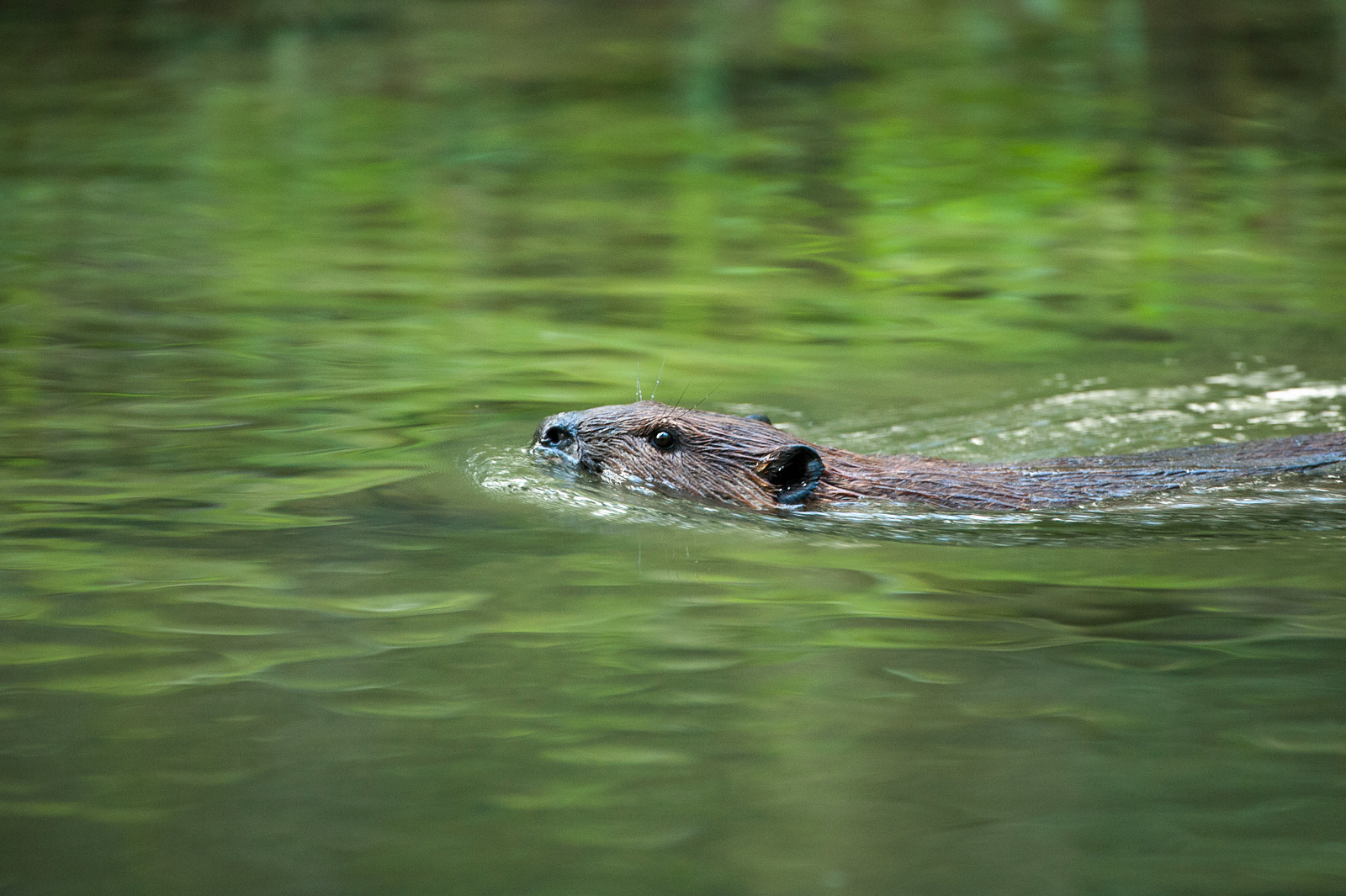 Beaver, Great Smoky Mountains National Park, Tennessee