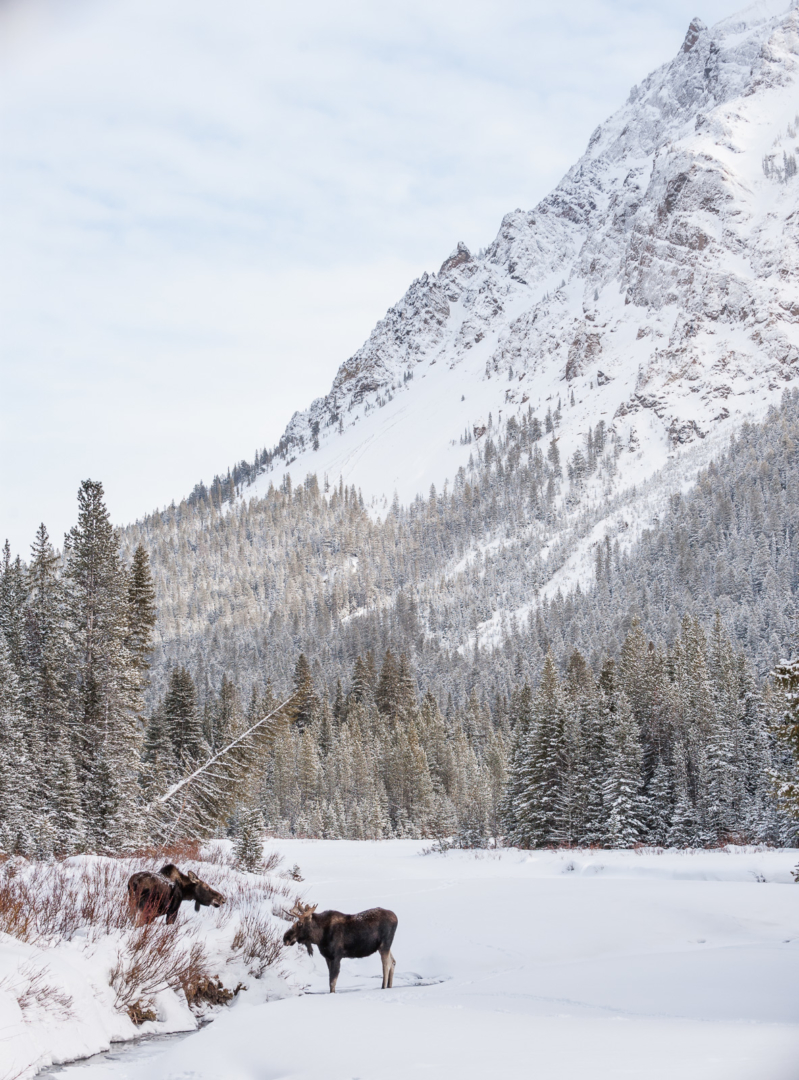 Moose, Yellowstone National Park, Wyoming