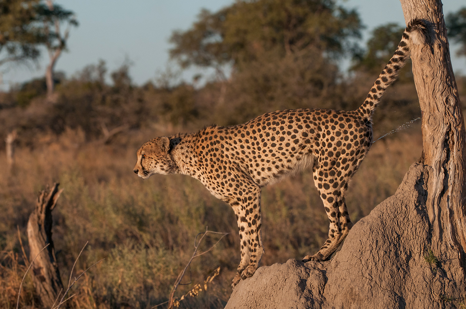 Cheetah, Kwando Lagoon Camp, Linyanti Swamp