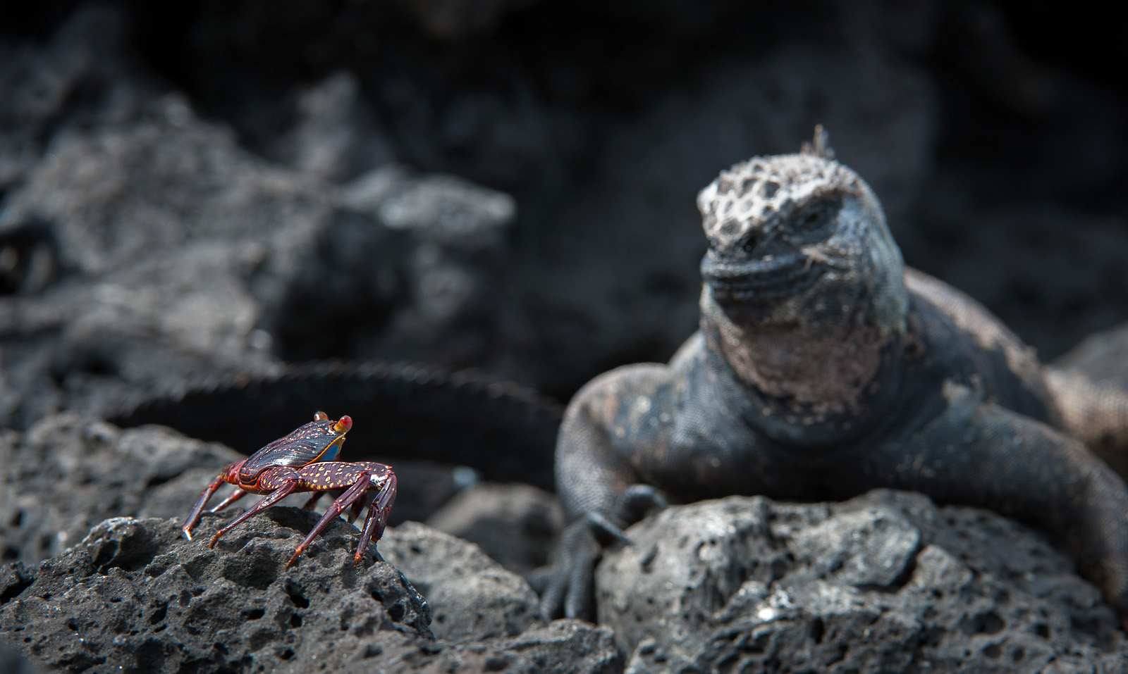 Sally Lightfoot Crab and Marine Iguana, La Fe Island, Galapagos Islands, Ecuador