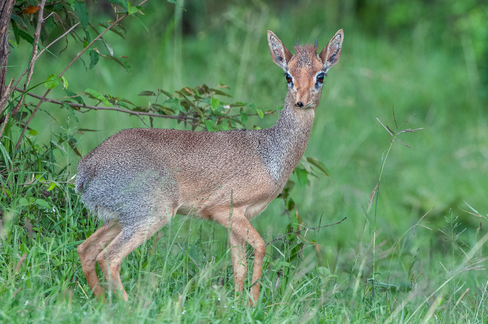 Dik Dik, Olare Orok Conservancy, Masai Mara, Kenya
