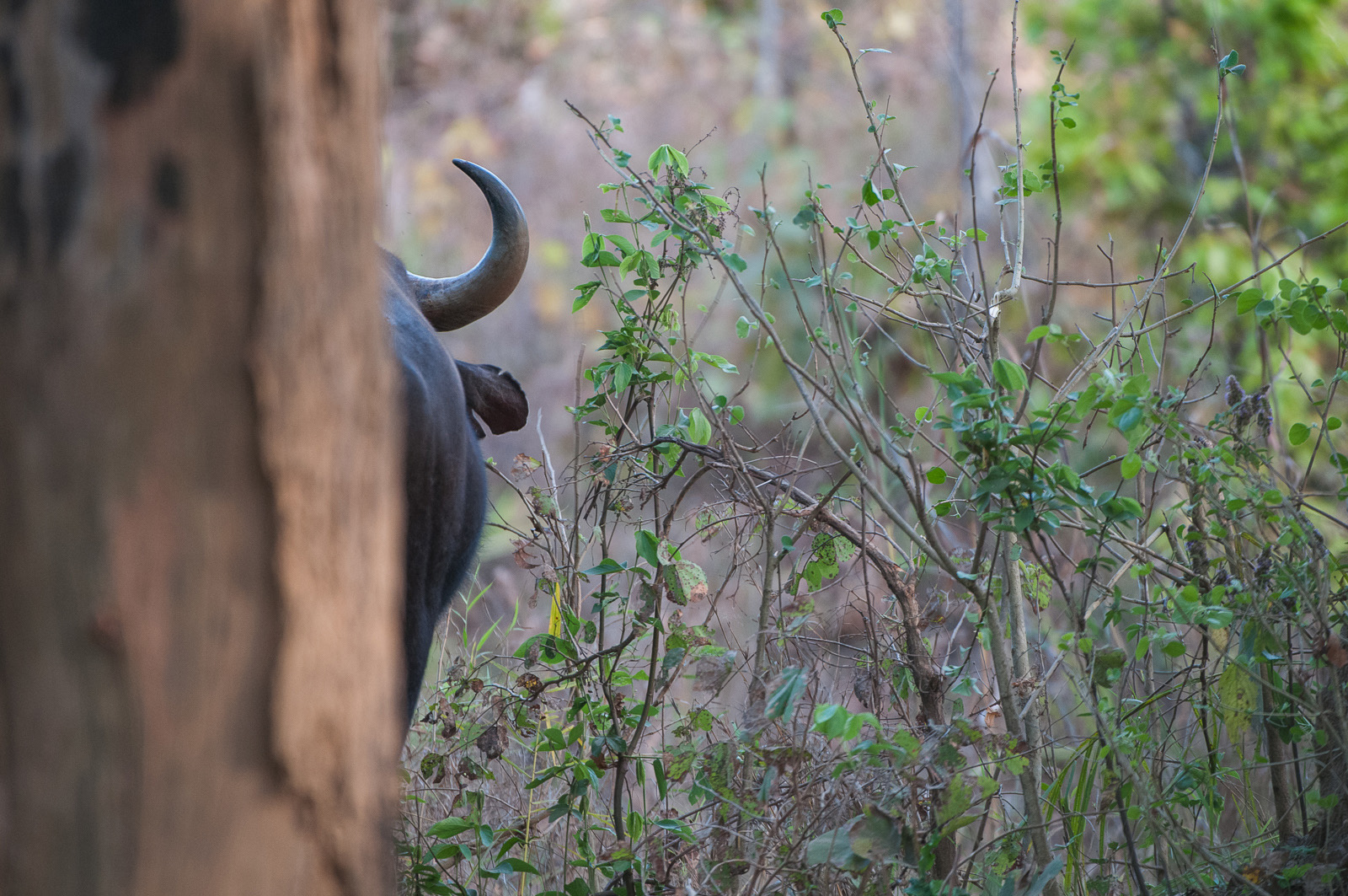 Gaur, Kanha National Park, India