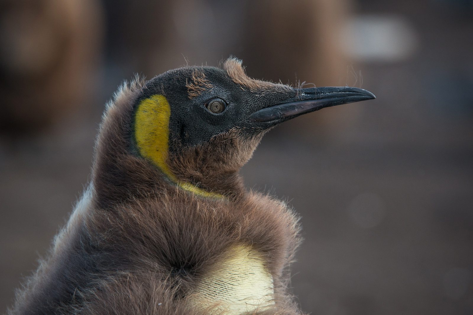 King Penguin Molting, Volunteer Point, Falkland Islands