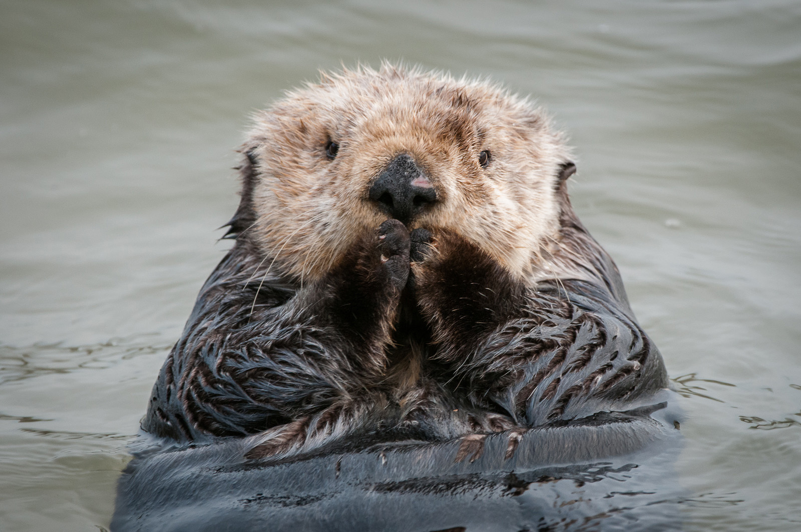 Sea Otter, Elkhorn Slough, Moss Landing, California