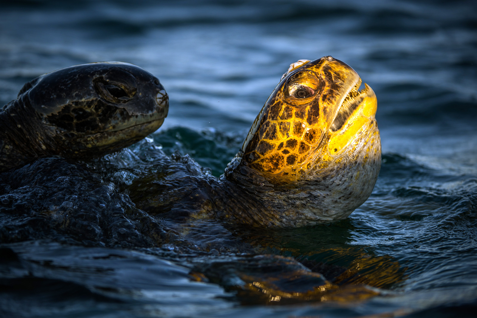 Pacific Green Sea Turtles, Isabella Island, Galapagos Islands, Ecuador