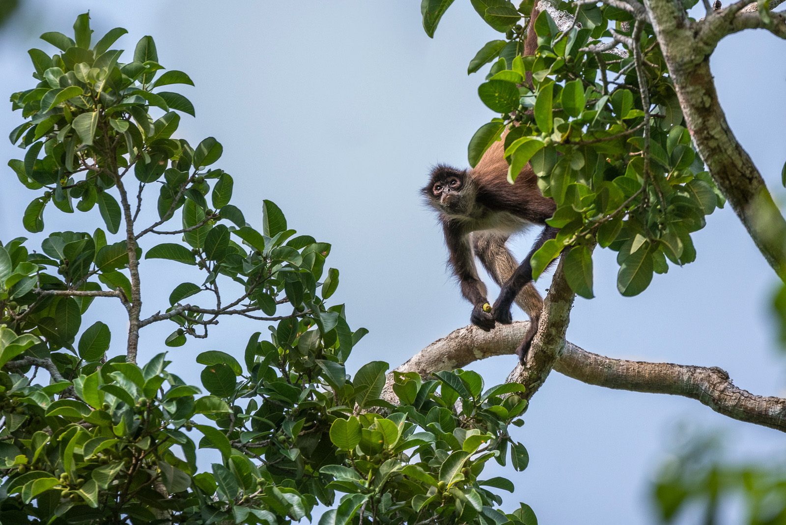 Spider Monkey, Punta Laguna Nature Reserve, Mexico