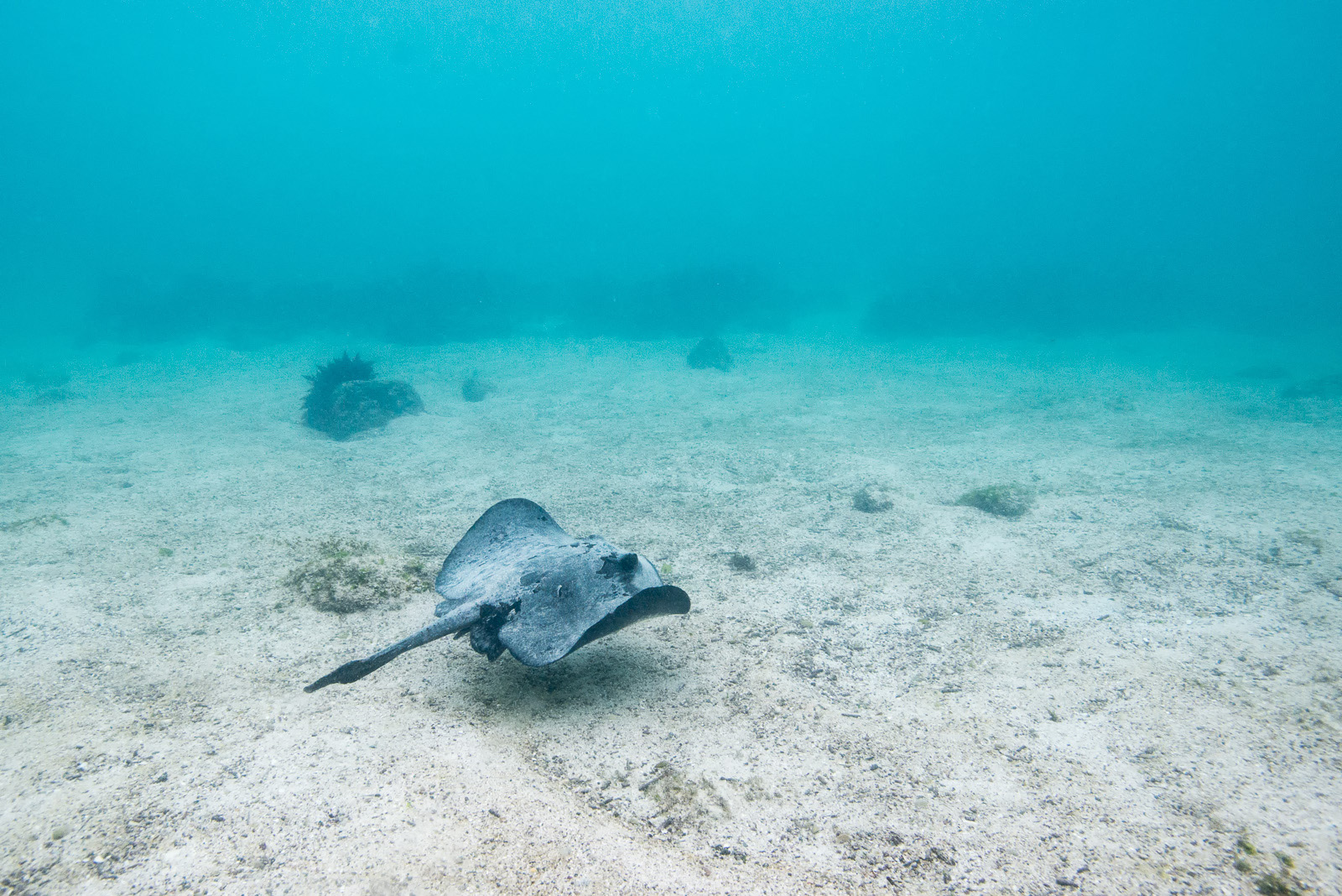 Stingray, Le Fe Island, Galapagos Islands, Ecuador