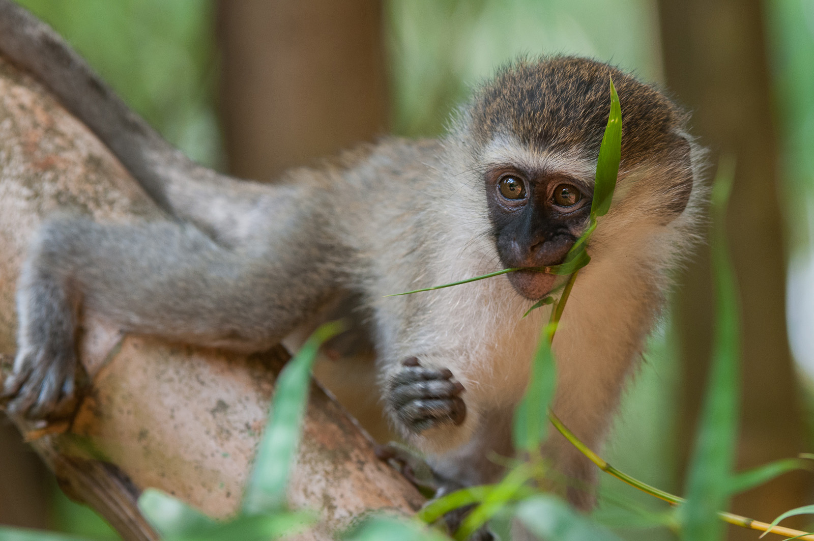 Vervet Monkey, Entebbe, Uganda
