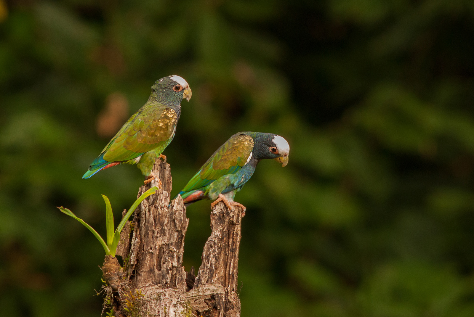 White-Crowned Parrots, La Selva, Costa Rica