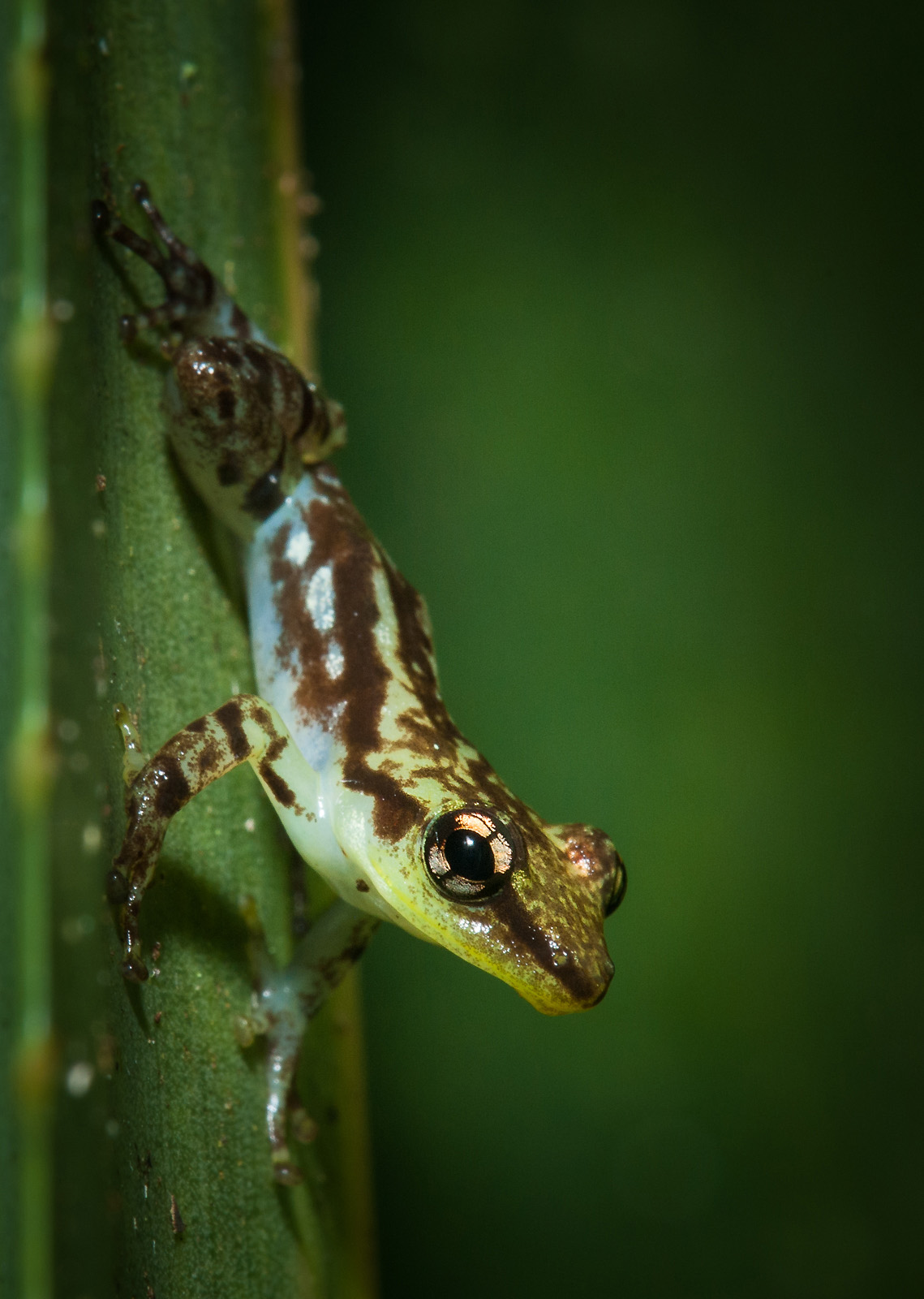 Mantidactylus Bicalcaratus, Andasibe-Mantadia National Park, Madagascar