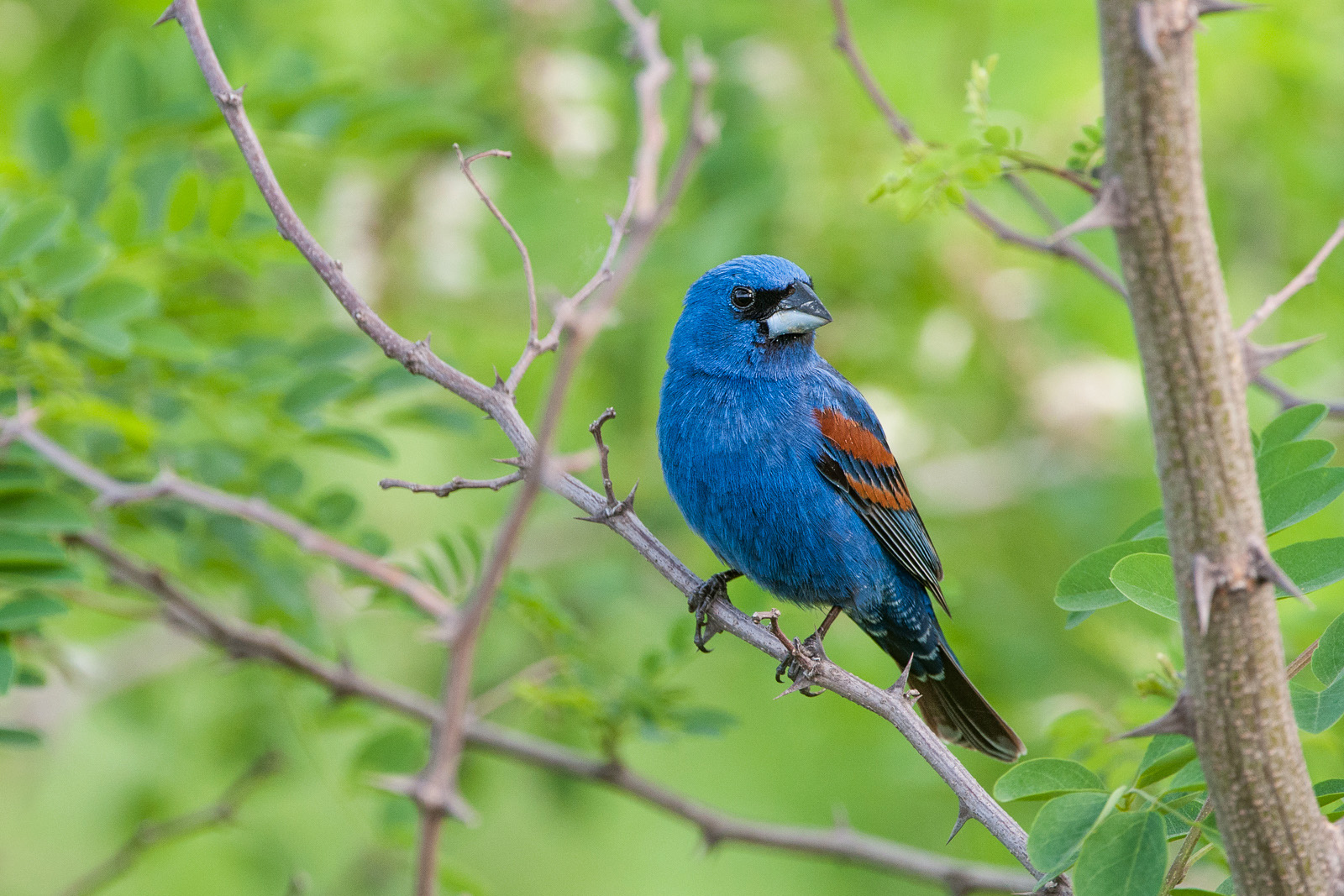 Blue Grosbeak, Bombay Hook National Wildlife Refuge, Delaware