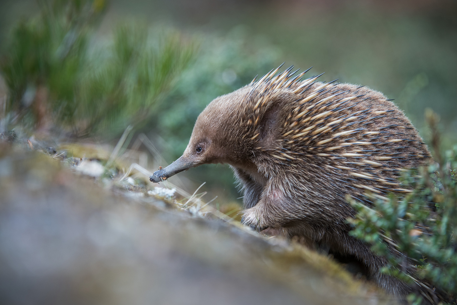 Short-Beaked Echidna, near Cradle Mountain National Park, Tasmania, Australia