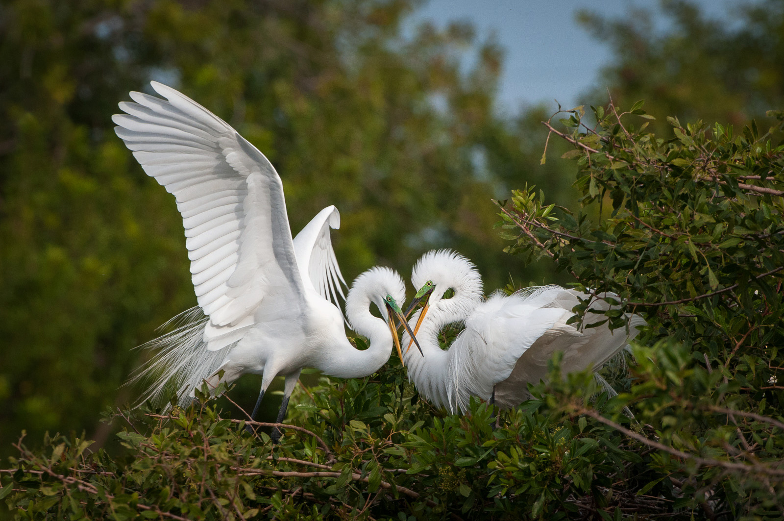Great Egrets, Venice, Florida