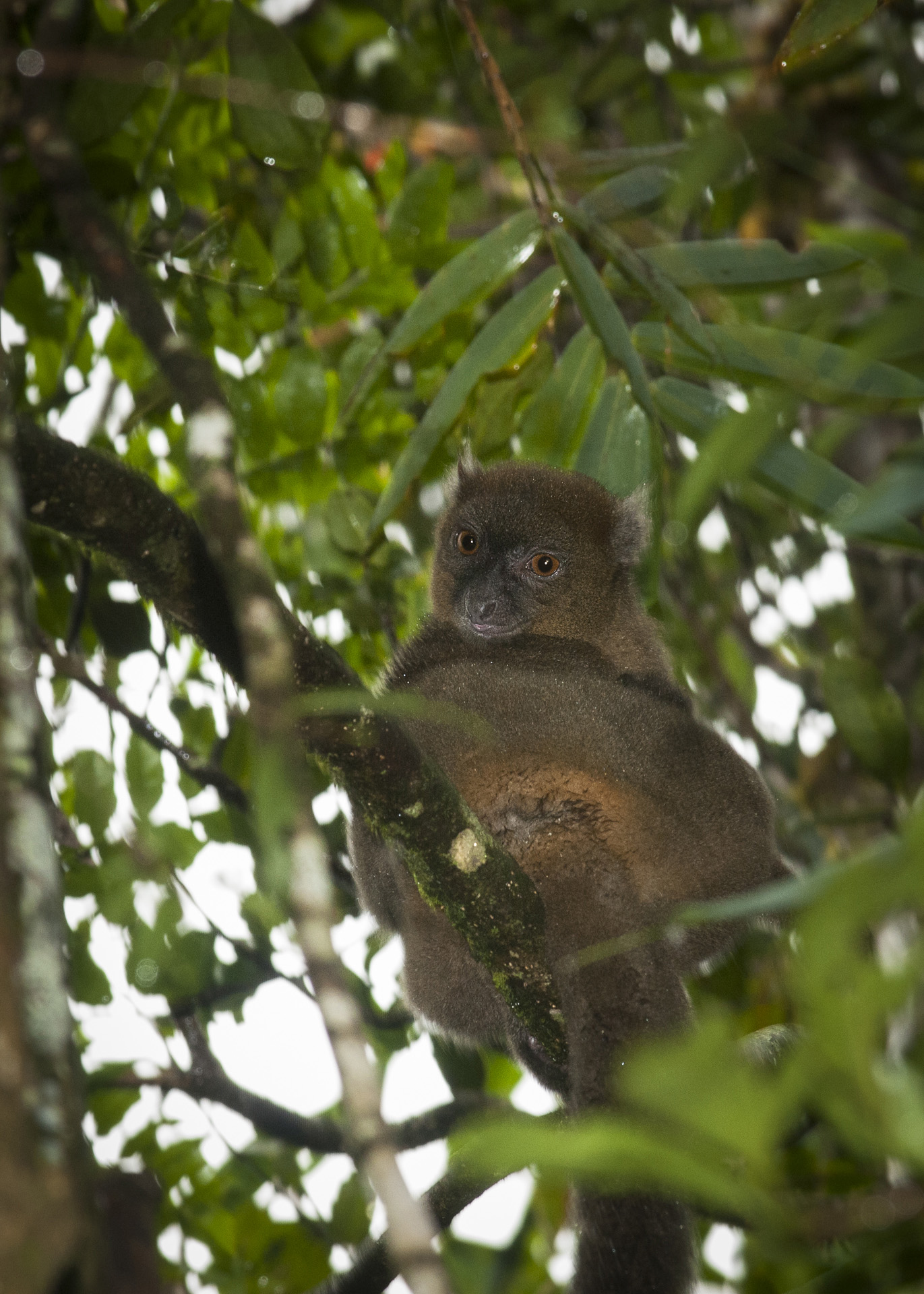 Greater Bamboo Lemur, Ranomafana National Park, Madagascar
