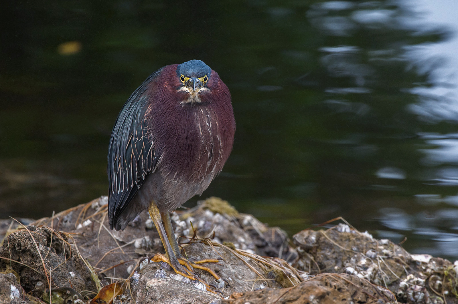Green Heron, Ding Darling National Wildlife Refuge, Sanibel, Florida