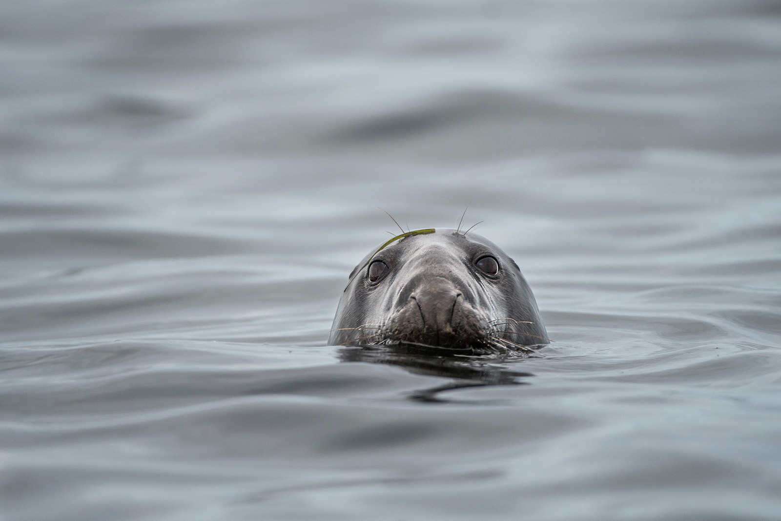 Grey Seal, Chatham, Massachusetts