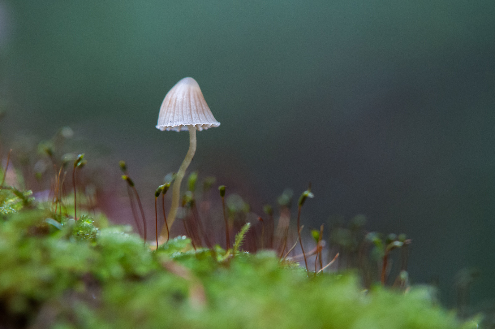 Mushroom, Big Basin National Park, California