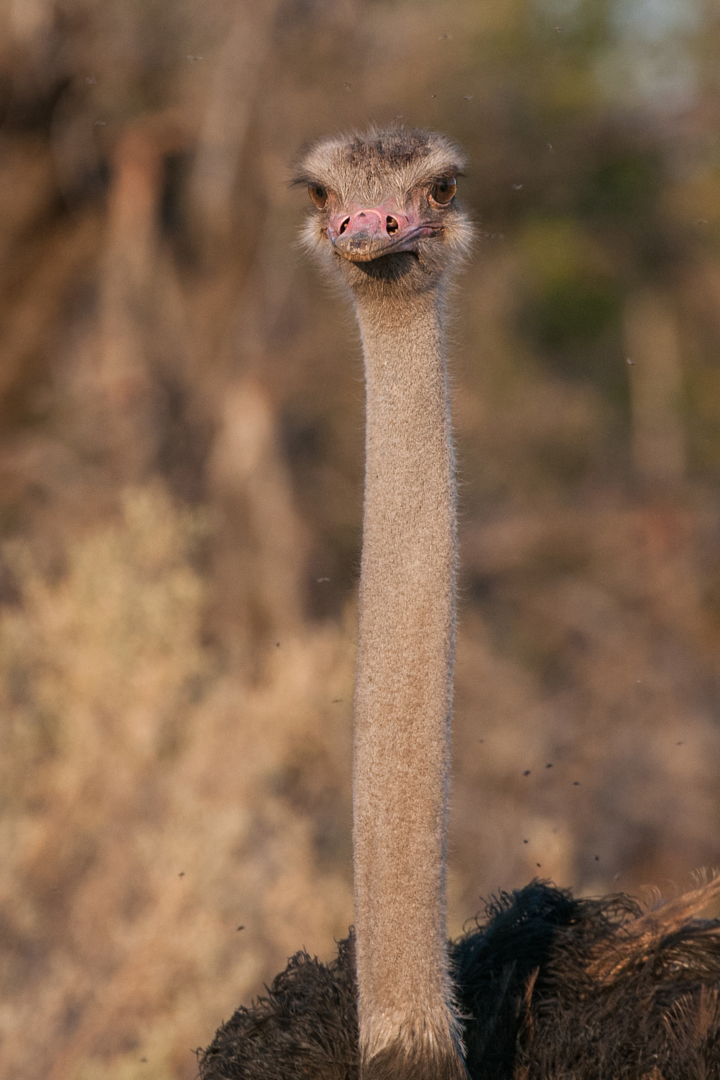 Ostrich, Linyanti, Botswana