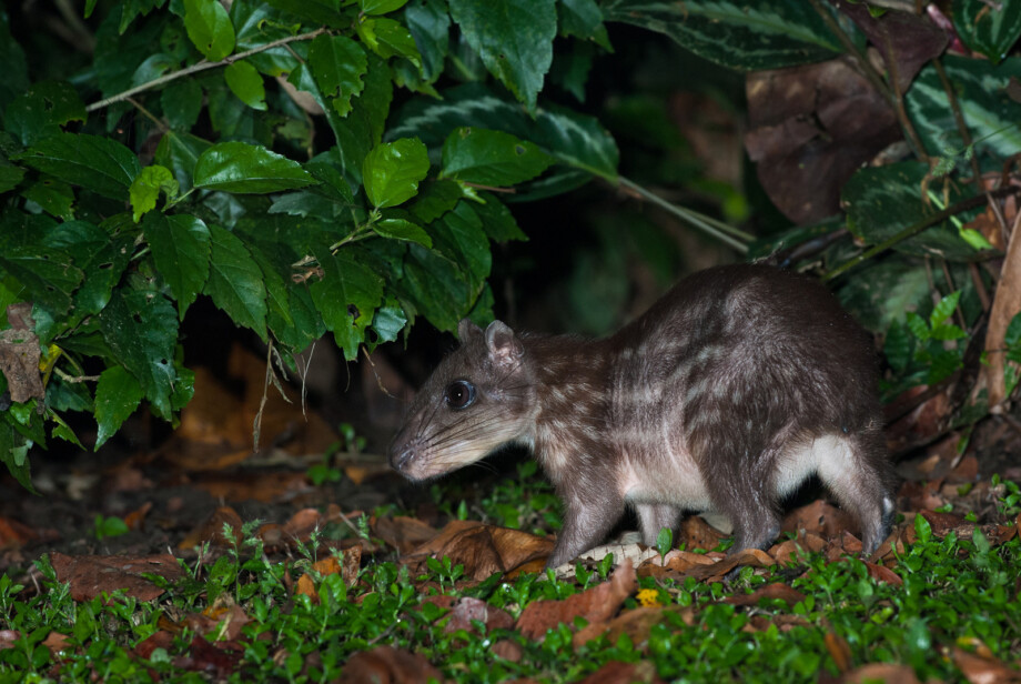 Paca | Sean Crane Wildlife