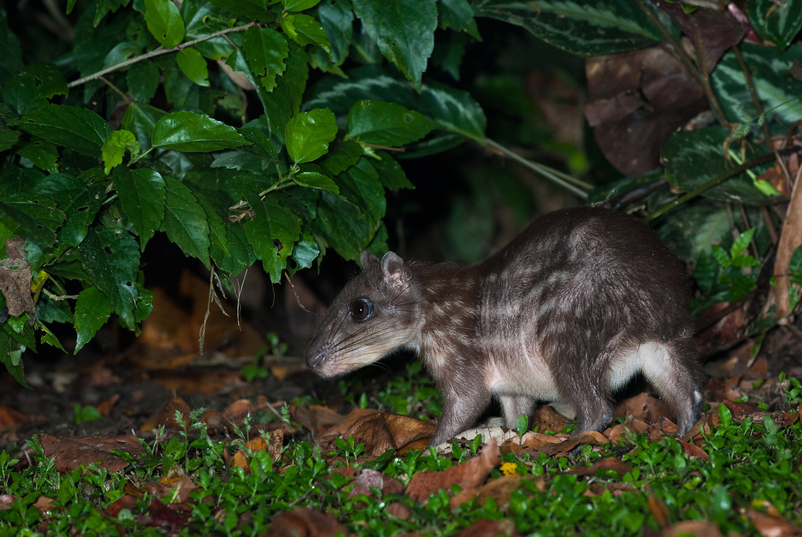 Paca, Pavones, Costa Rica