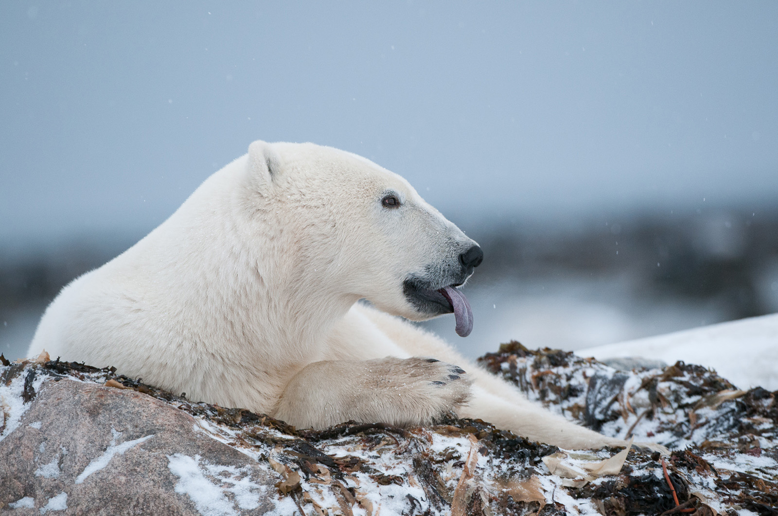 Polar Bear, Seal River, Manitoba, Canada