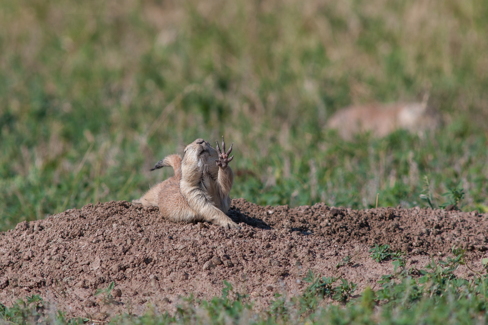Prairie Dog, Badlands National Park, South Dakota