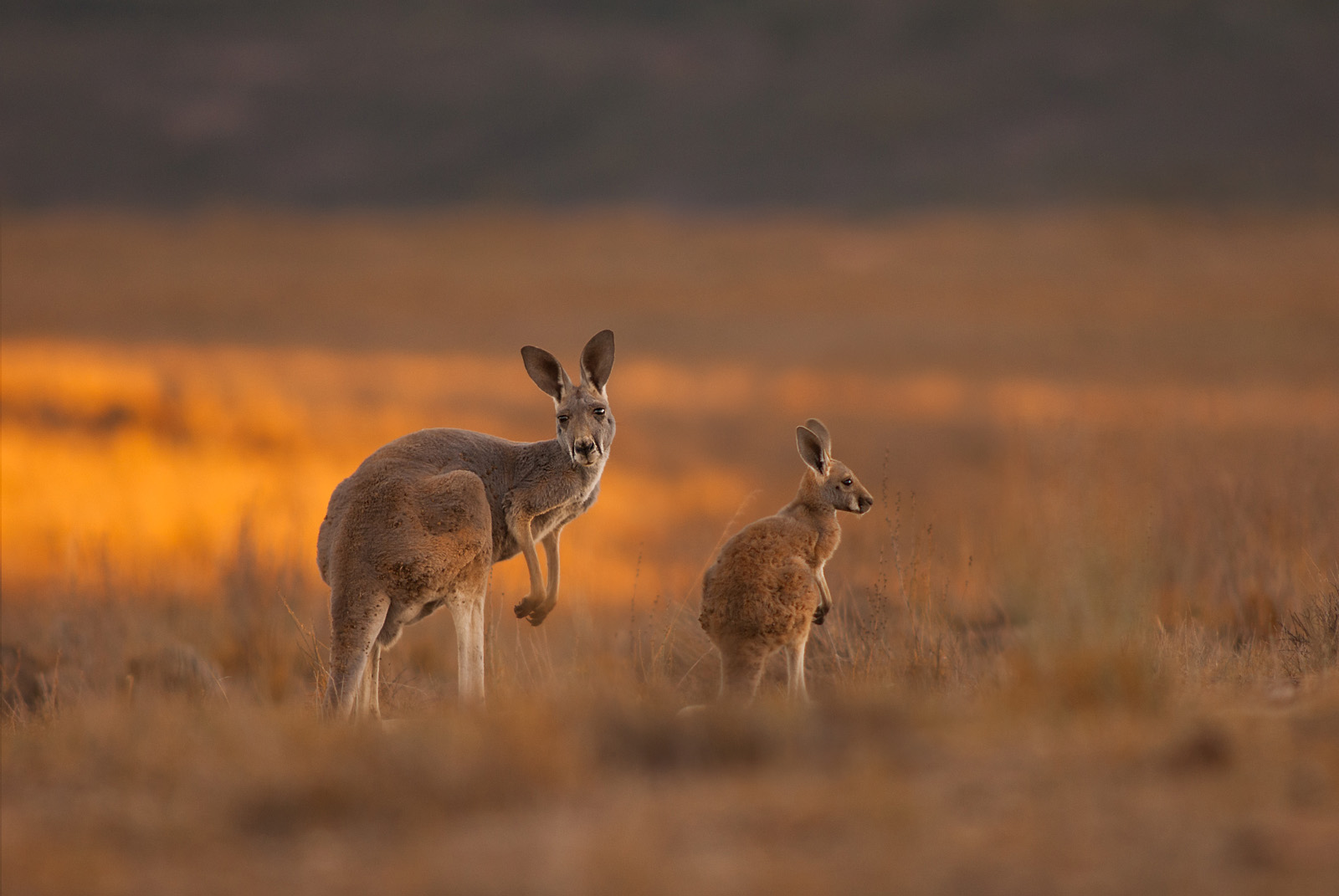 Red Kangaroo Mother and Joey, Flinders Ranges National Park, Southern Australia