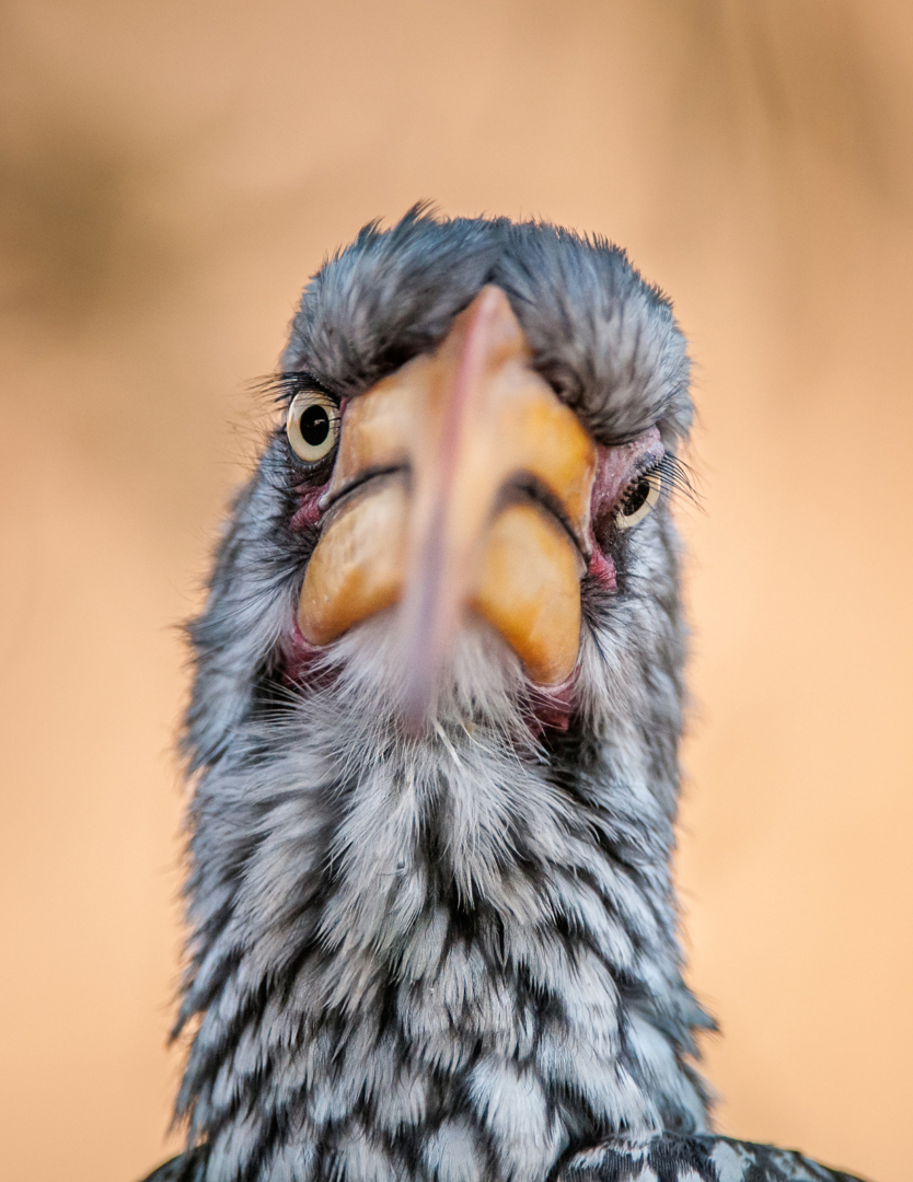Southern Yellow Hornbill, Central Kalahari Game Reserve, Botswana