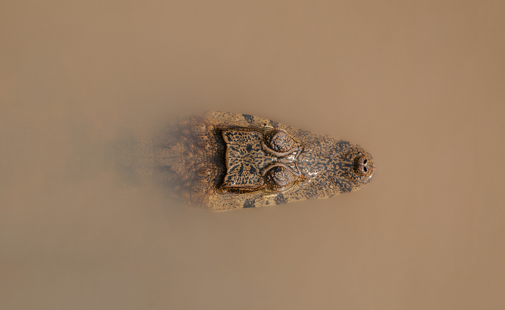 Spectacled Caiman, Pampas Region, Bolivia