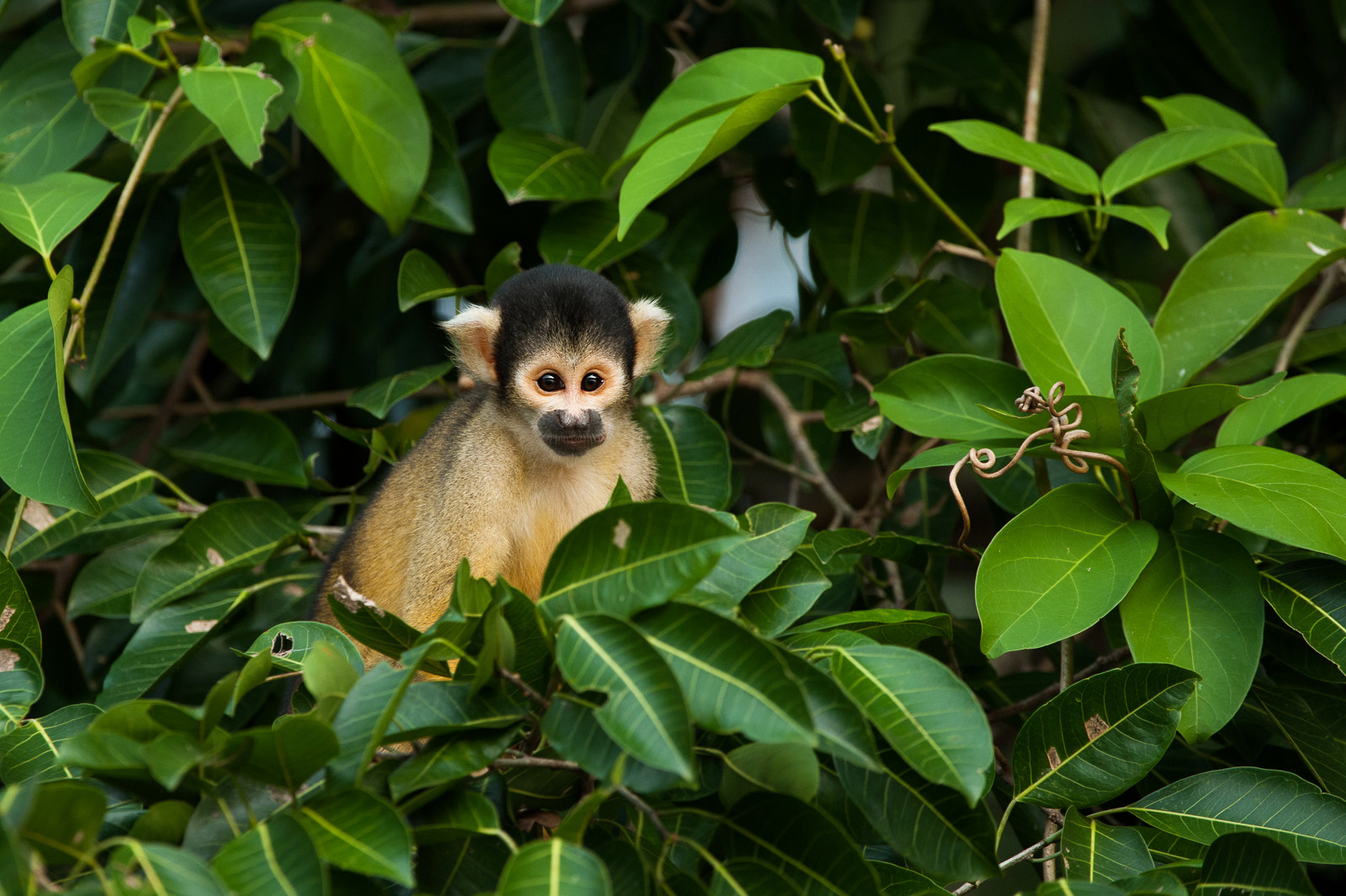 Squirrel Monkey, Madidi National Park, Bolivia