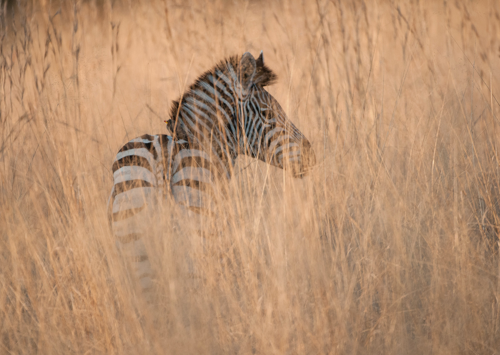 Zebra in Tall Grass, Okavango Delta, Botswana