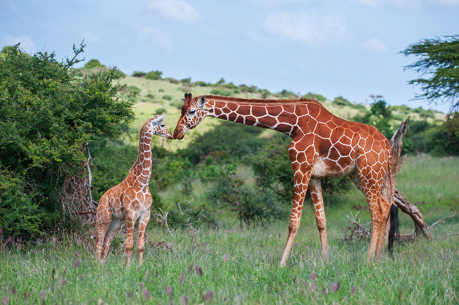 Reticulated Giraffes, Lewa Wildlife Conservancy, Kenya