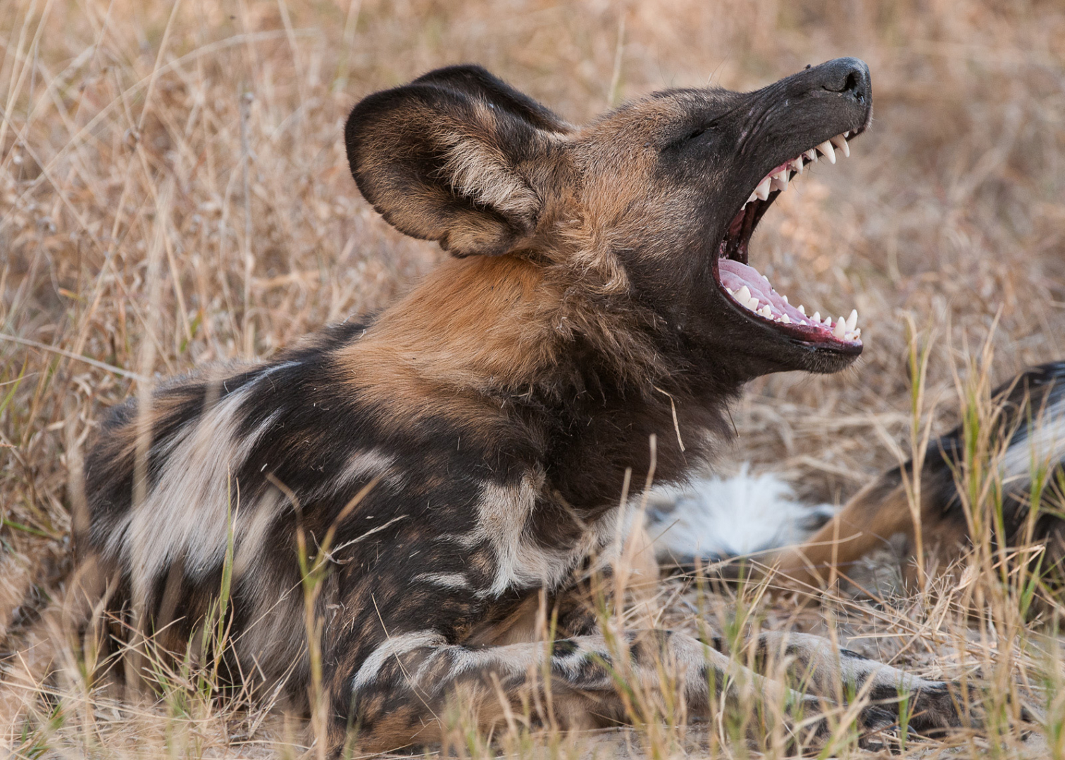 African Wild Dog, Linyanti, Botswana