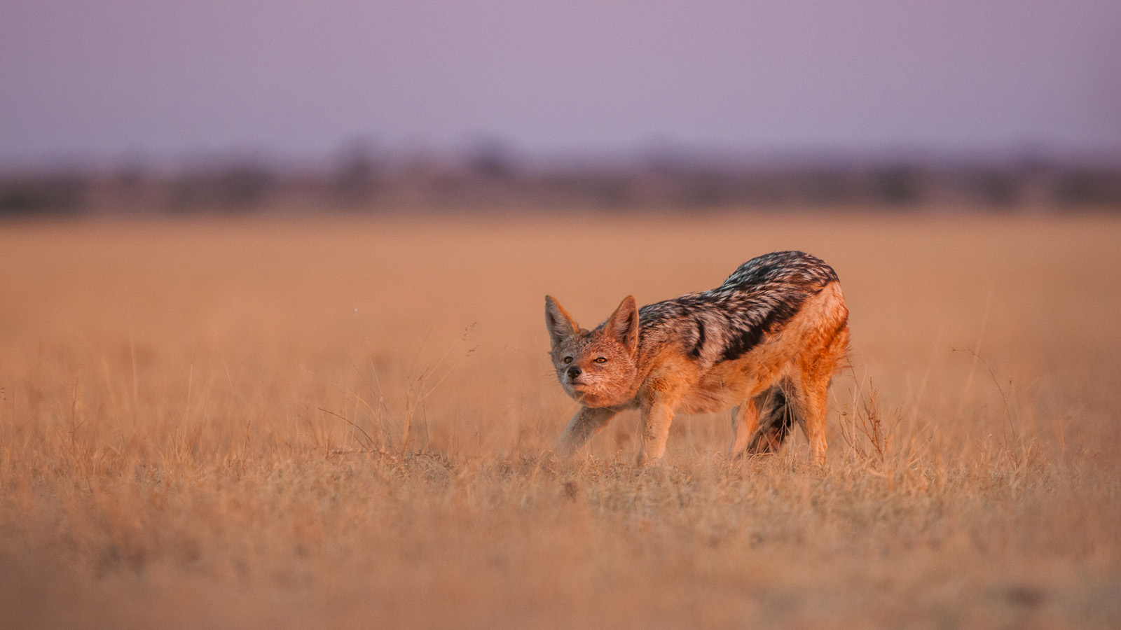 Black-Backed Jackal, Central Kalahari Game Reserve, Botswana