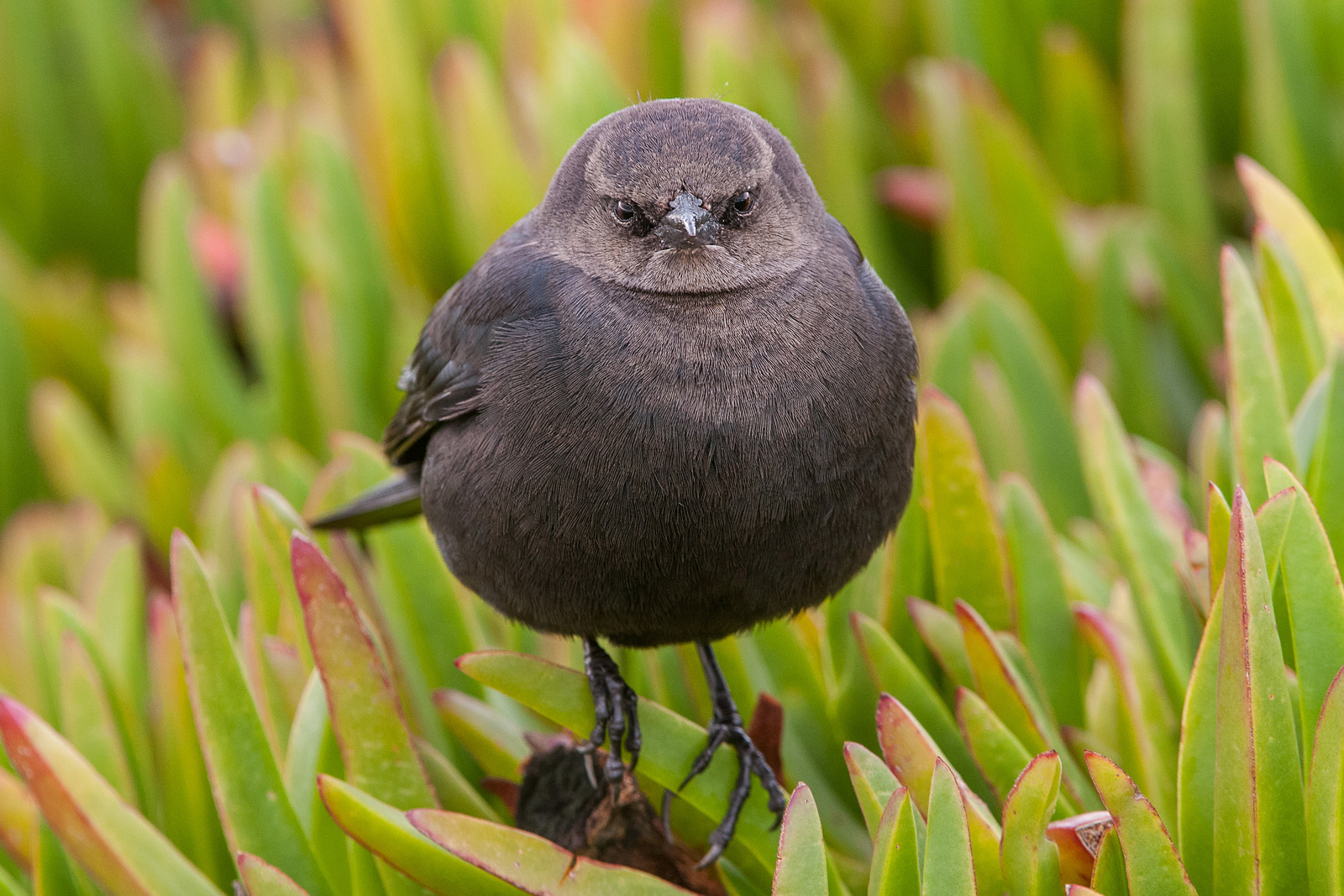 Brewer's Blackbird, Santa Cruz, California
