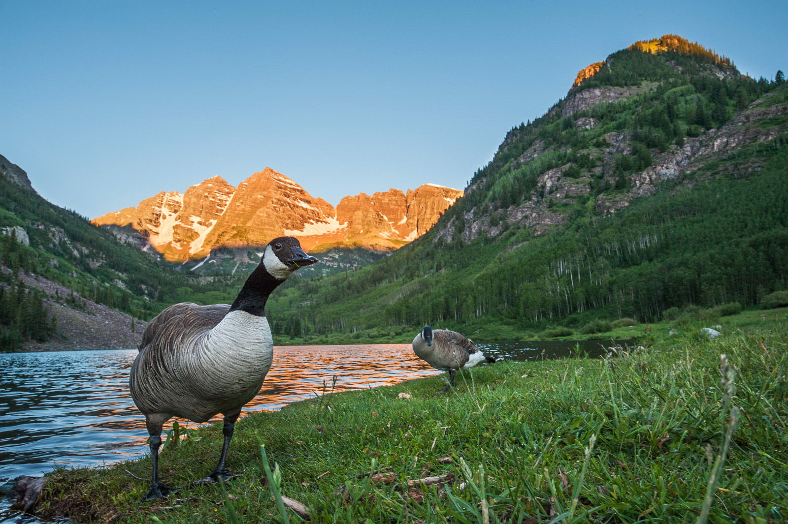 Canada Geese Under Maroon Bells, Aspen, Colorado