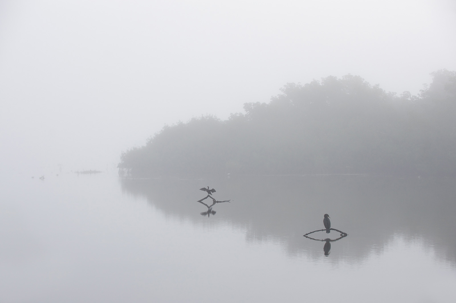 Cormorants in Fog, Ding Darling National Wildlife Refuge, Sanibel Island, Florida