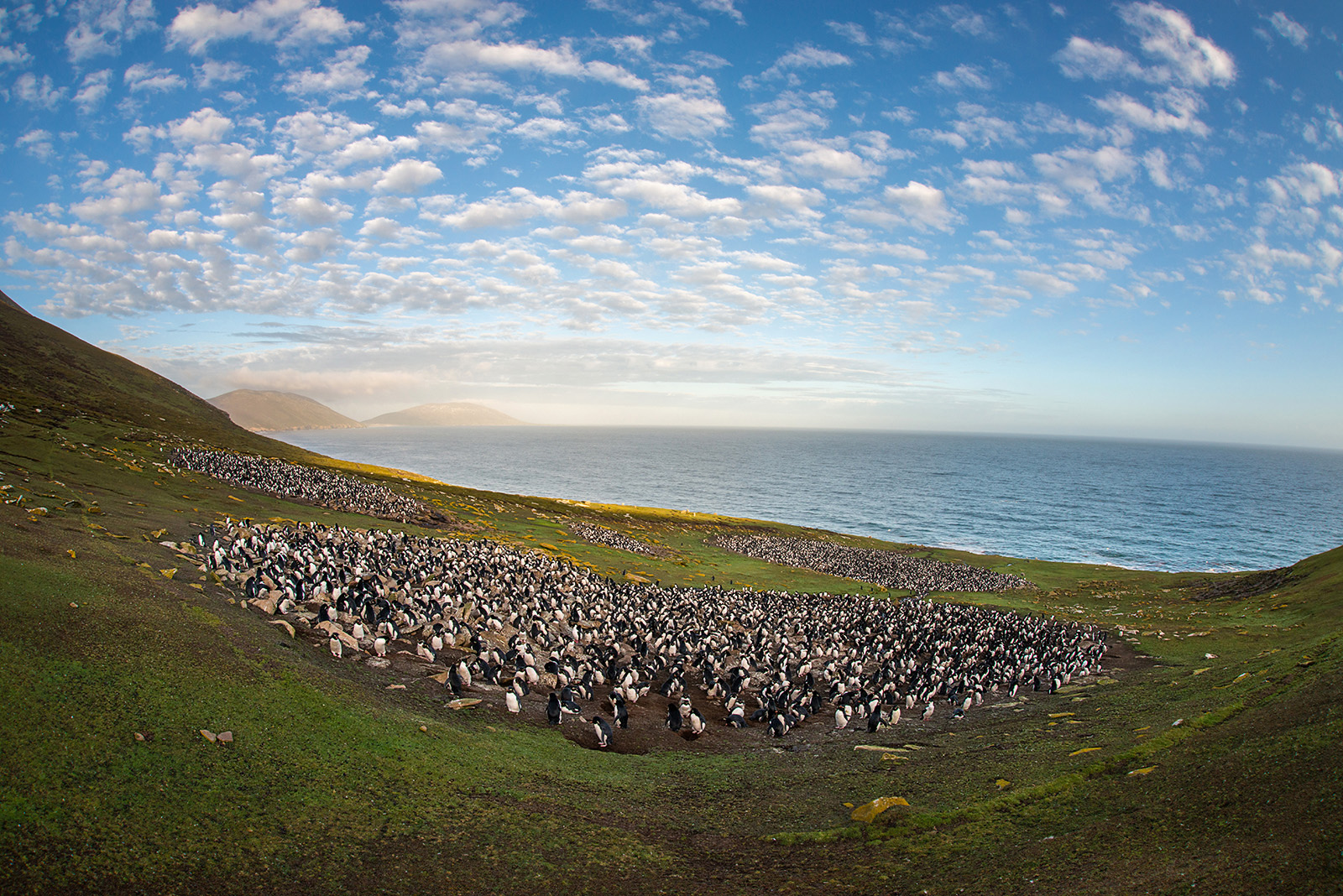 Rockhopper Landscape, Saunders Island, Falkland Islands