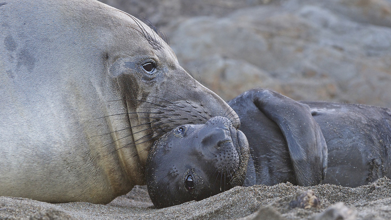 Northern Elephant Seals, San Simeon, California