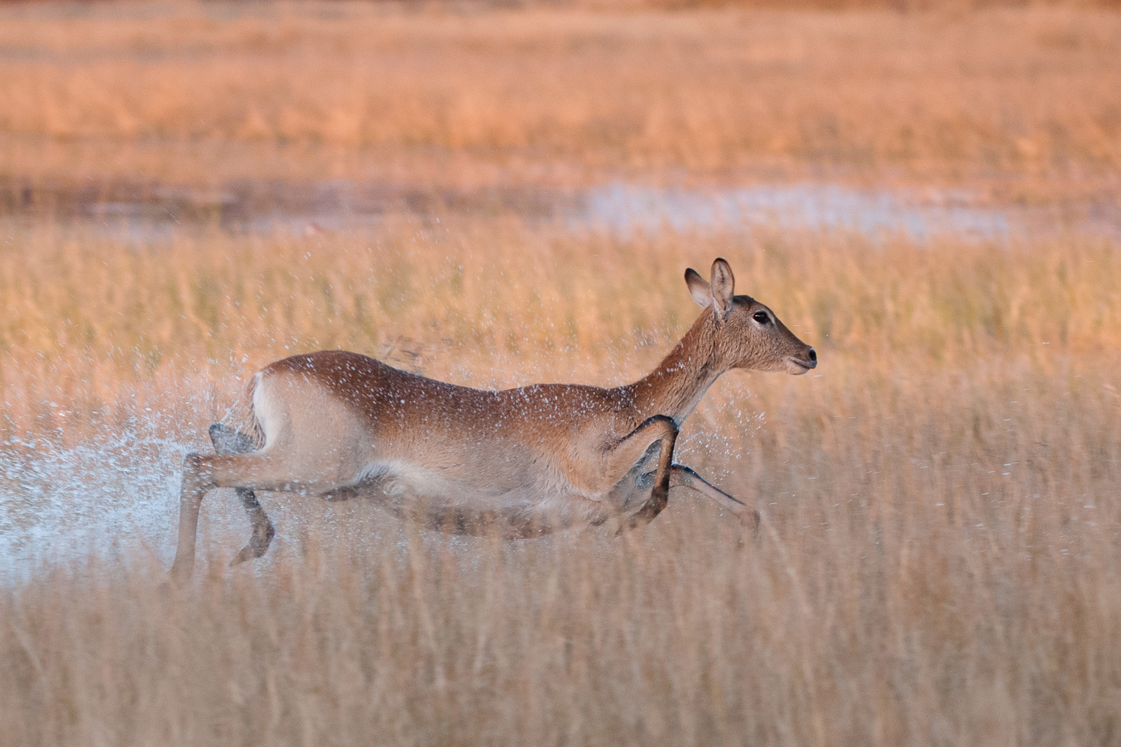 Female Red Lechwe, Okavango Delta, Botswana