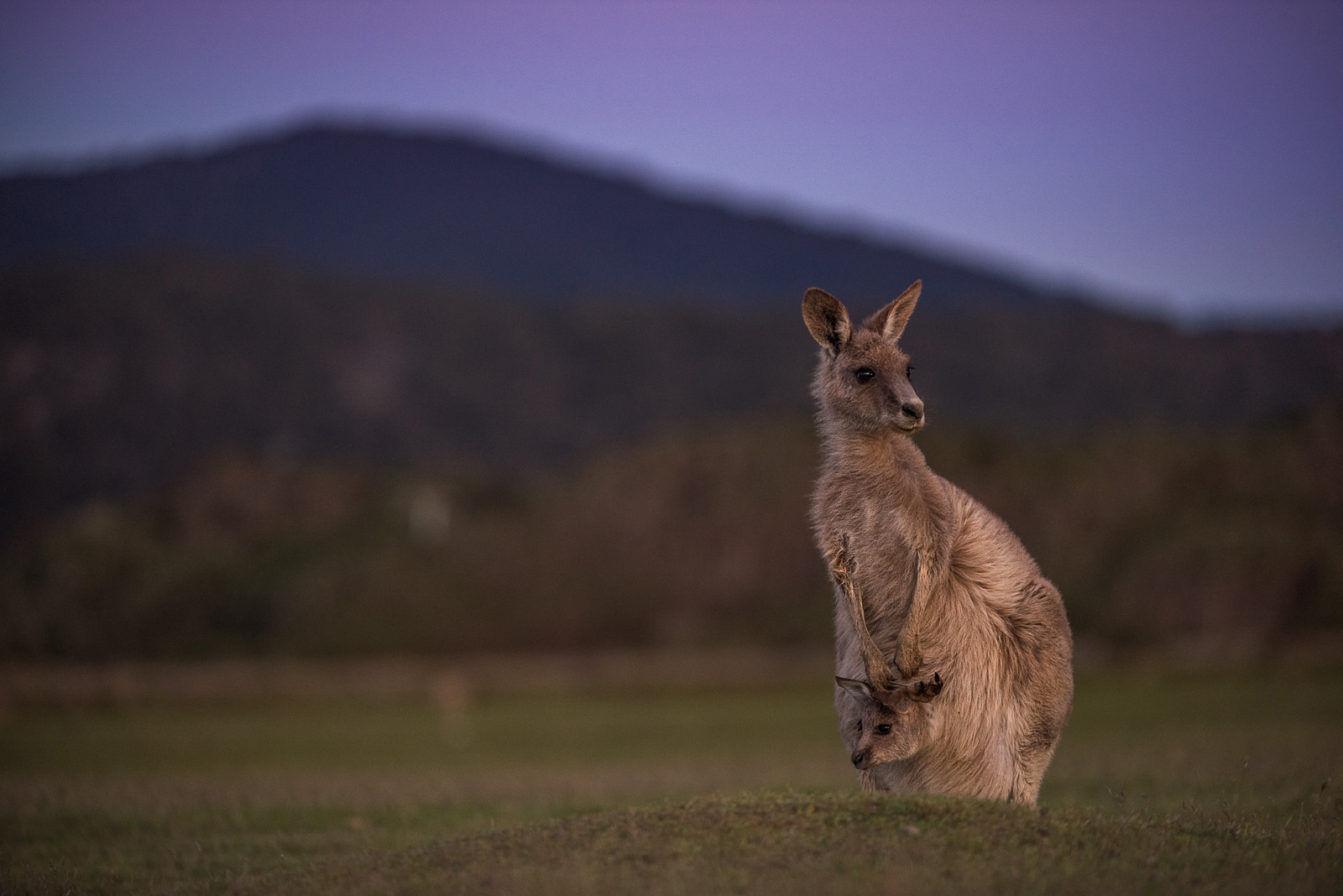 Eastern Grey (Forester) Kangaroo, Narawantapu National Park, Tasmania, Australia